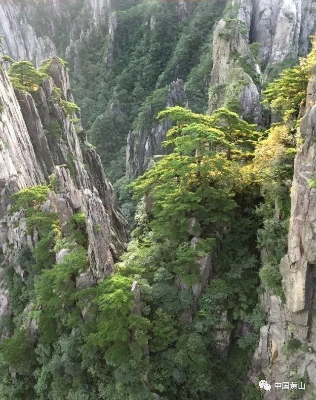 天鹅森林逃脱